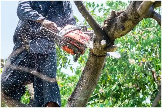 tree services Oacoma